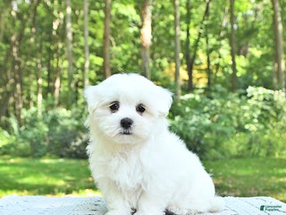 Maltese dogs - Ad 28