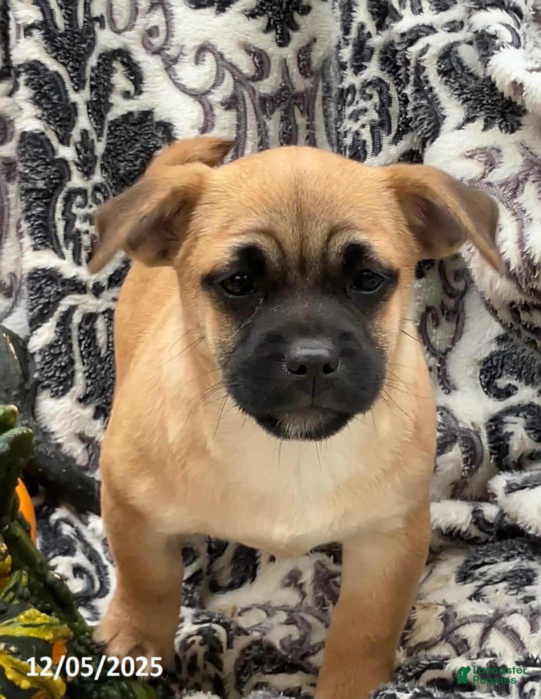 Jug dogs for sale: Leaf - Ad 2