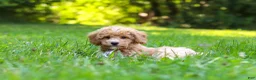 Bichpoo dogs for sale: Charlie  - Ad 4