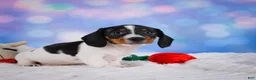 Miniature Dachshund dogs for sale: Coby - Ad 3