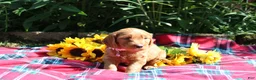 Mixed Breed dogs for sale: Posey - Irish Goldendoodle  - Ad 17