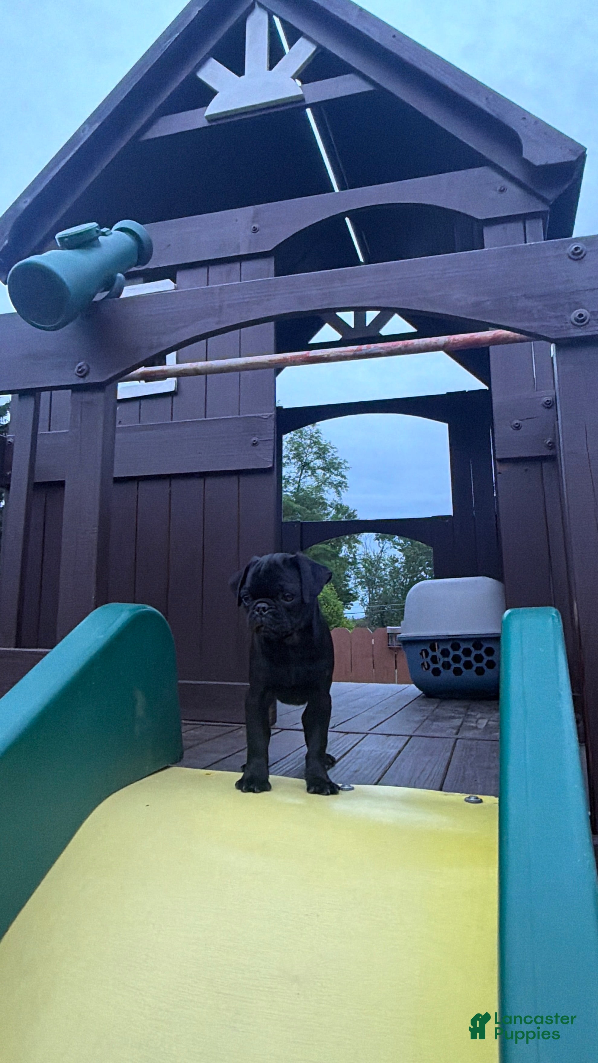 Pug dogs Panther - Ad 1