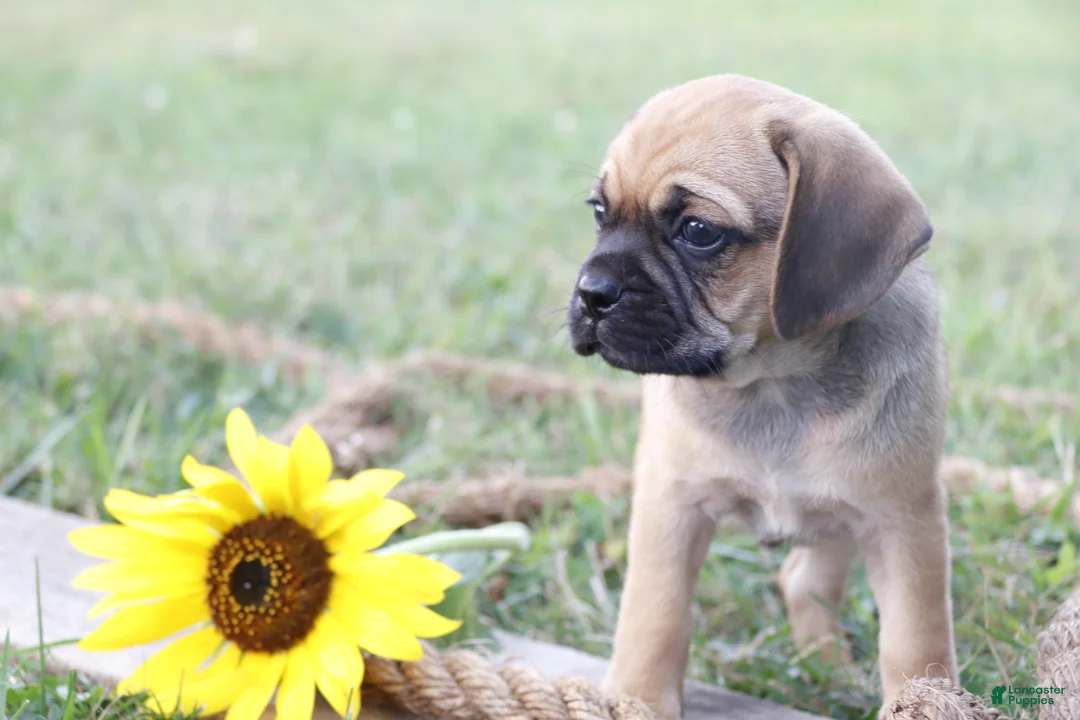 Puggle dogs for sale: Ajay - Ad 1