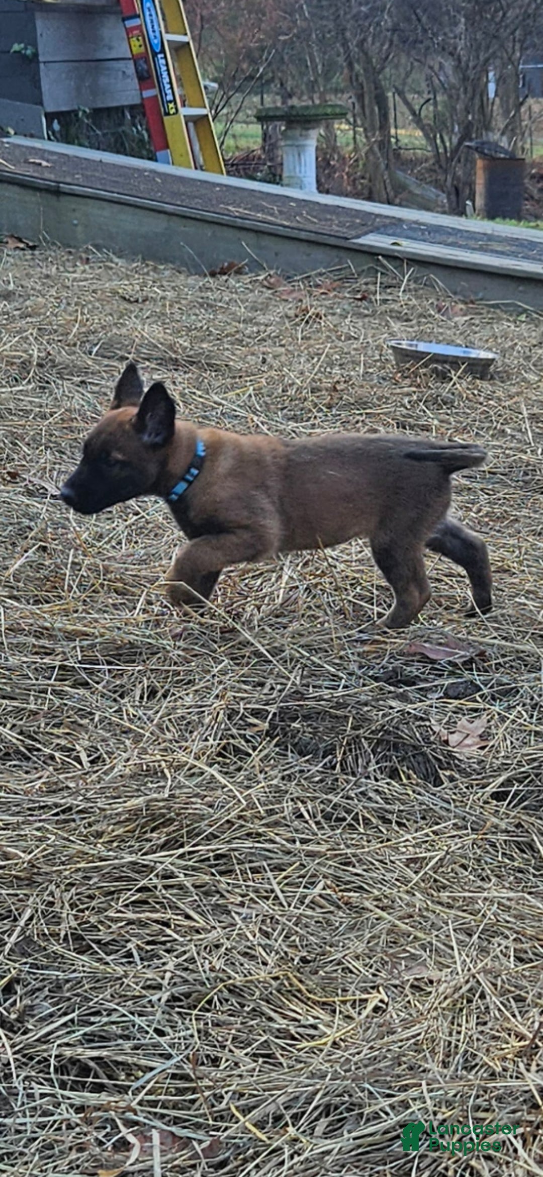 Belgian Malinois dogs for sale: Light Blue - Ad 12