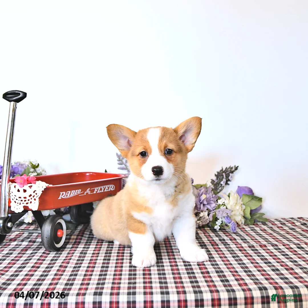Welsh Corgi Pembroke dogs for sale: Kristy - Ad 1