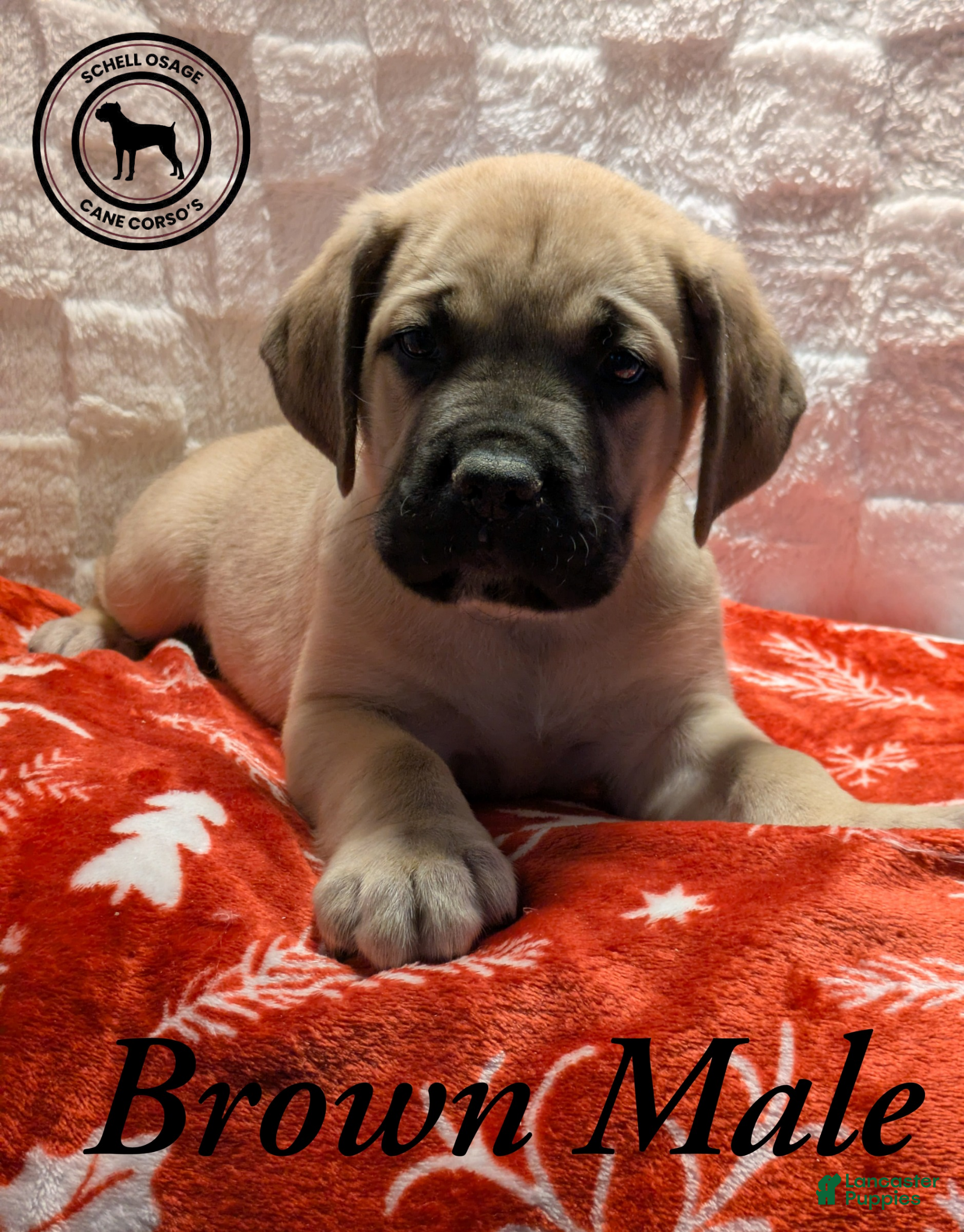 Cane Corso dogs Brown - Ad 2