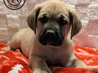 Cane Corso dogs Brown - Ad 2