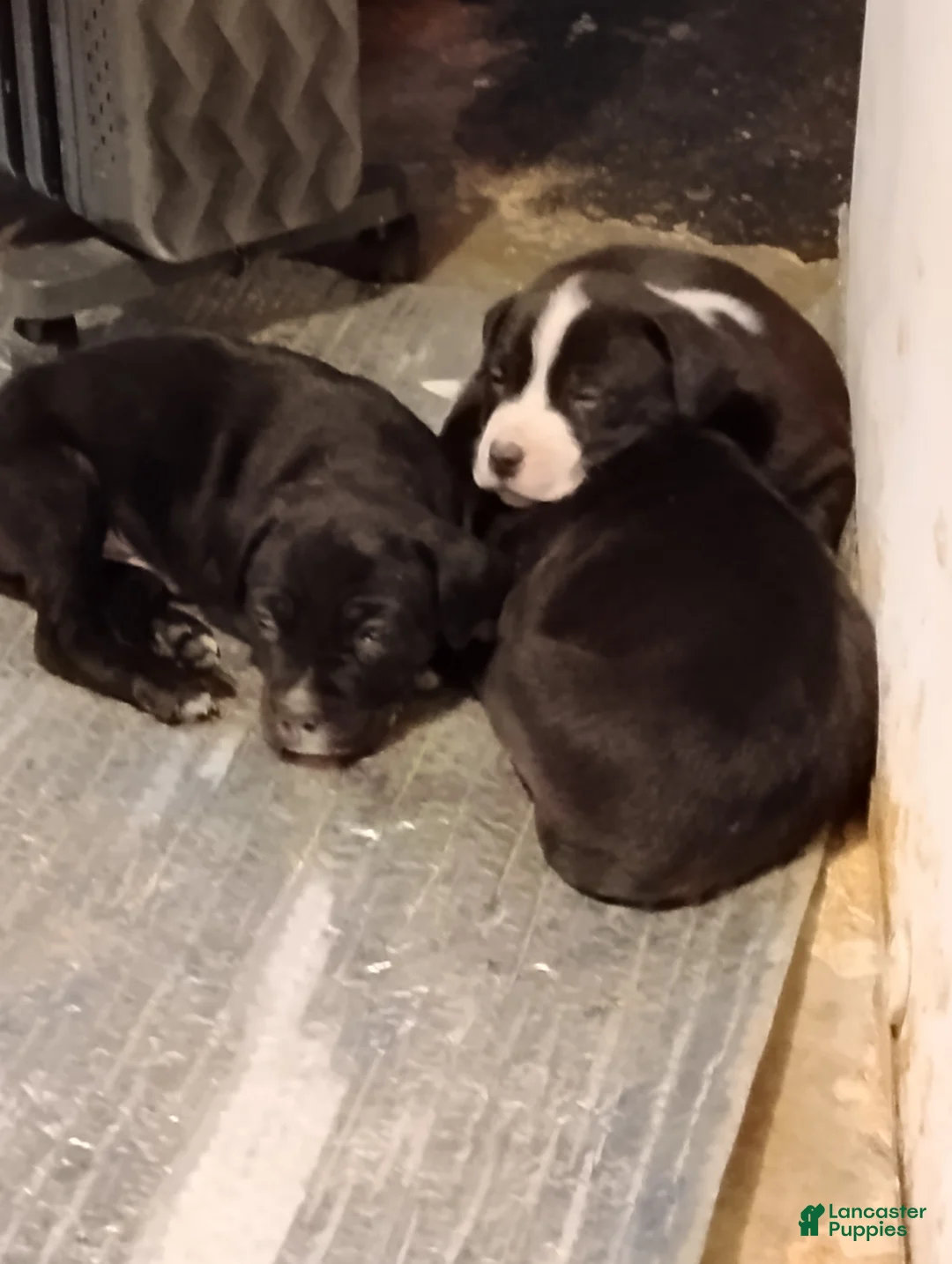 Mixed Breed dogs for sale: Mixed Breed Puppy 5 - Ad 1