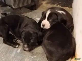 Mixed Breed dogs Mixed Breed Puppy 5 - Ad 16