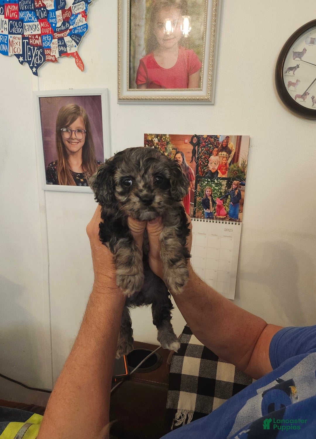 Mini Goldendoodle dogs for sale: Mini Goldendoodle Puppy 3 - Ad 6