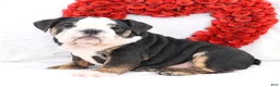 English Bulldog dogs for sale: Mila - Ad 3