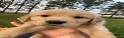 Golden Retriever dogs for sale: Arthur - Ad 4