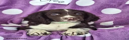 English Springer Spaniel dogs for sale: Oreo - Ad 8