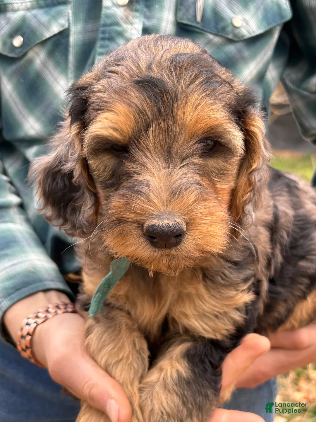 Mixed Breed dogs for sale: Meet Izzy – Brown-Toned Merle Female Mini Bernedoodle Puppy for Sale | Twin Falls, Idaho - Ad 2