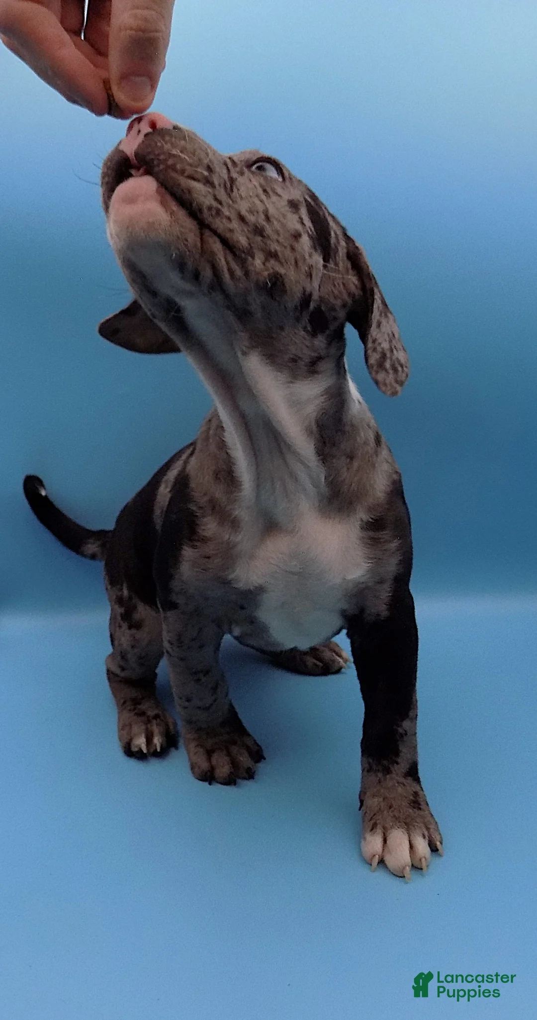 Mixed Breed dogs for sale: Minnie Mouse - Ad 4