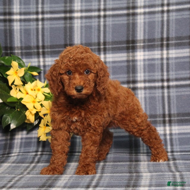 Miniature Poodle dogs Nelly - Ad 1