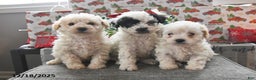 Toy Poodle dogs for sale: Winter  - Ad 5
