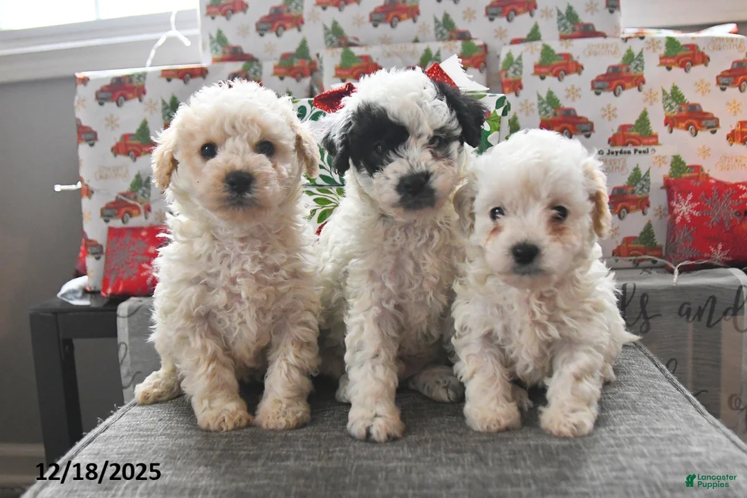 Toy Poodle dogs for sale: Winter  - Ad 5