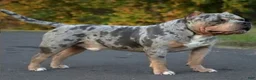 American Bully dogs for sale: Female Blue Tri Merle - Ad 9