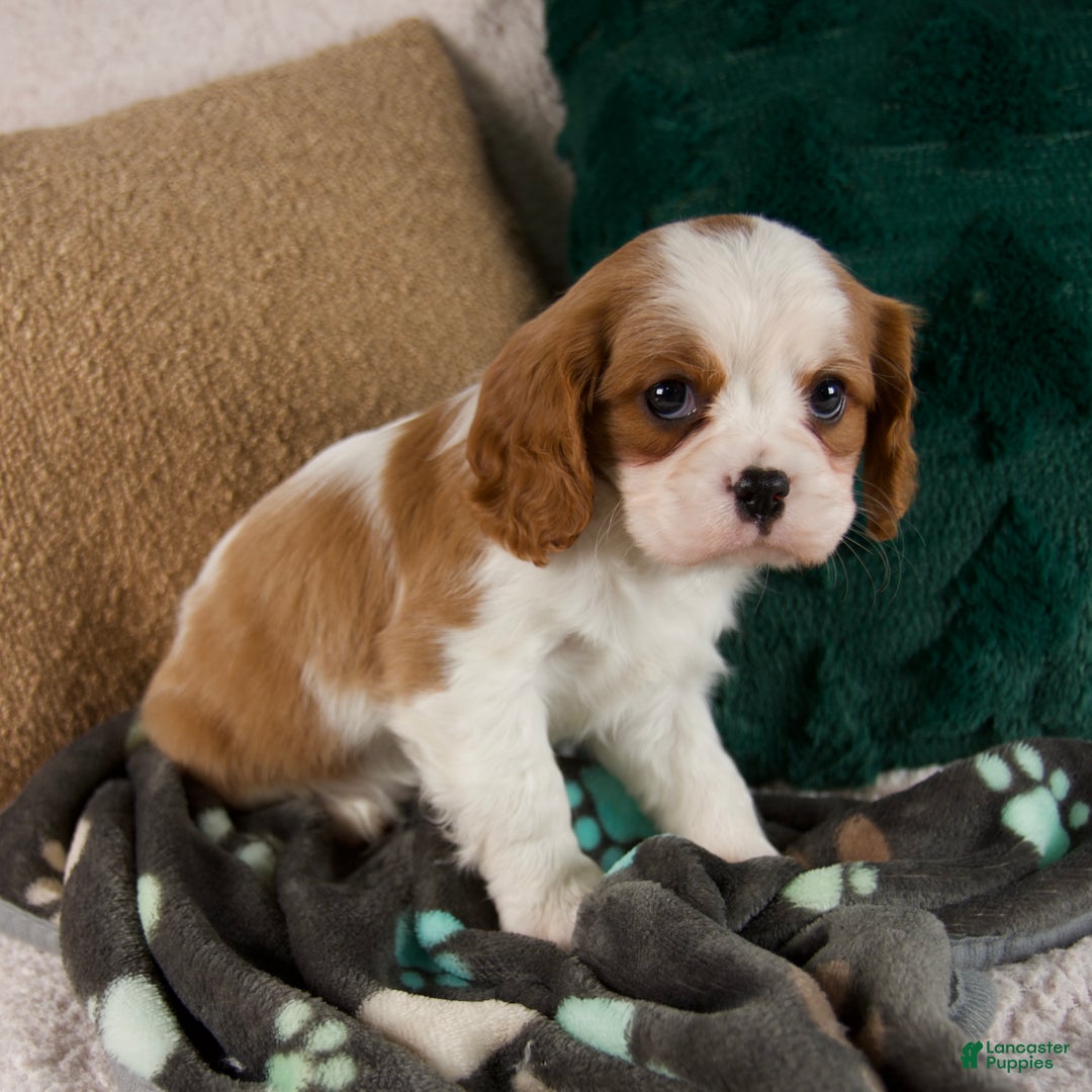 Cavalier King Charles Spaniel dogs for sale: Alice - Ad 2