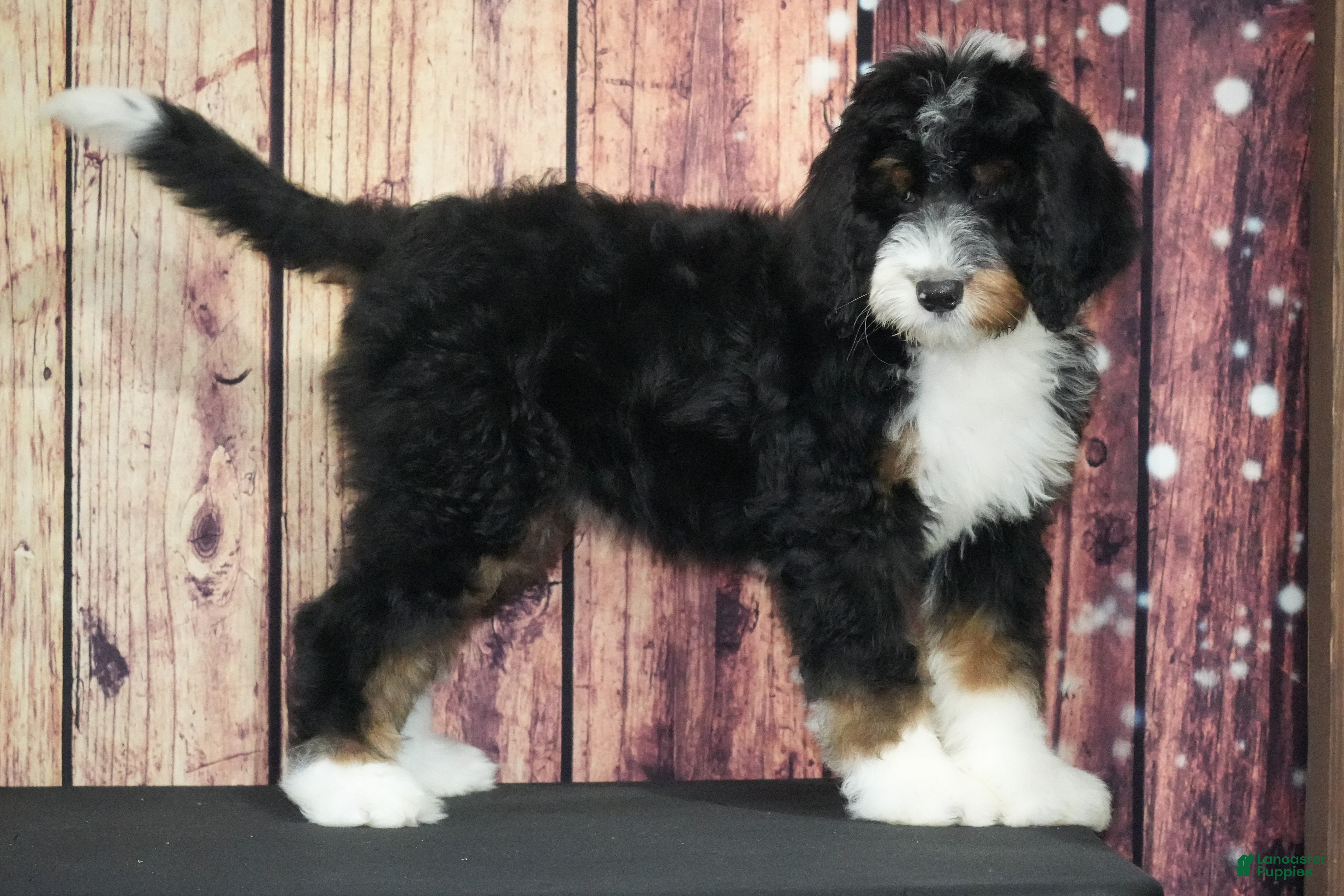 Bernedoodle dogs Bernedoodle Puppy 1 - Ad 42