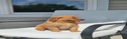 Golden Retriever dogs for sale: Lucy - Ad 4