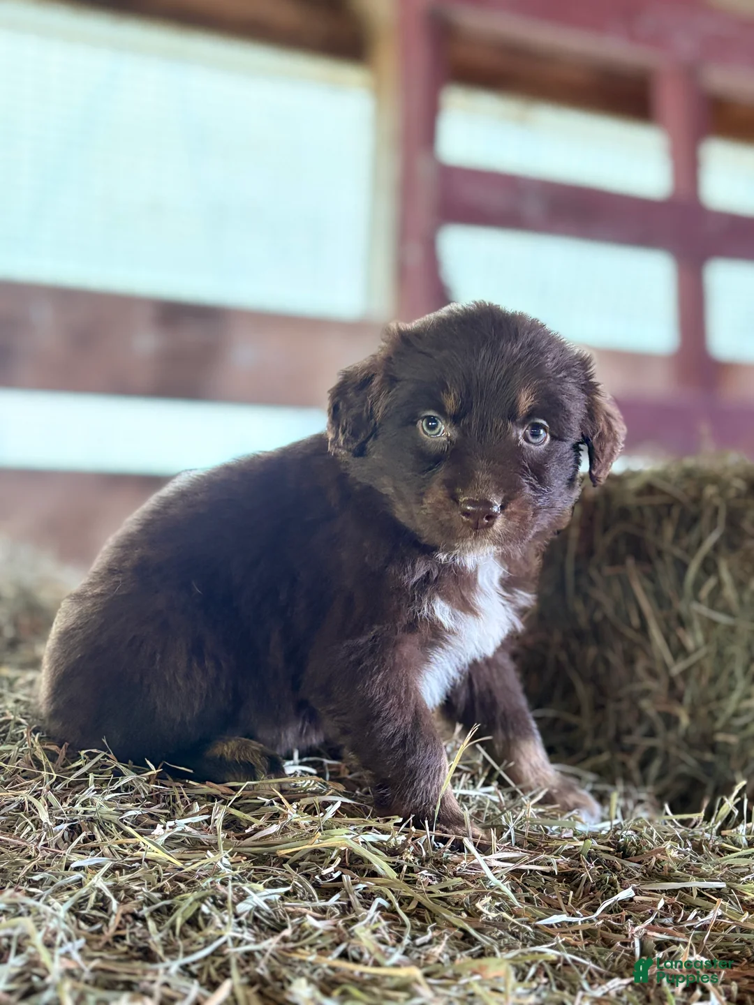 Australian Shepherd dogs for sale: Molly - Ad 2