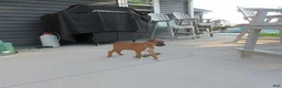 Boxer dogs for sale: Ryker - Ad 6