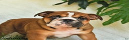 English Bulldog dogs for sale: Melody - Ad 7