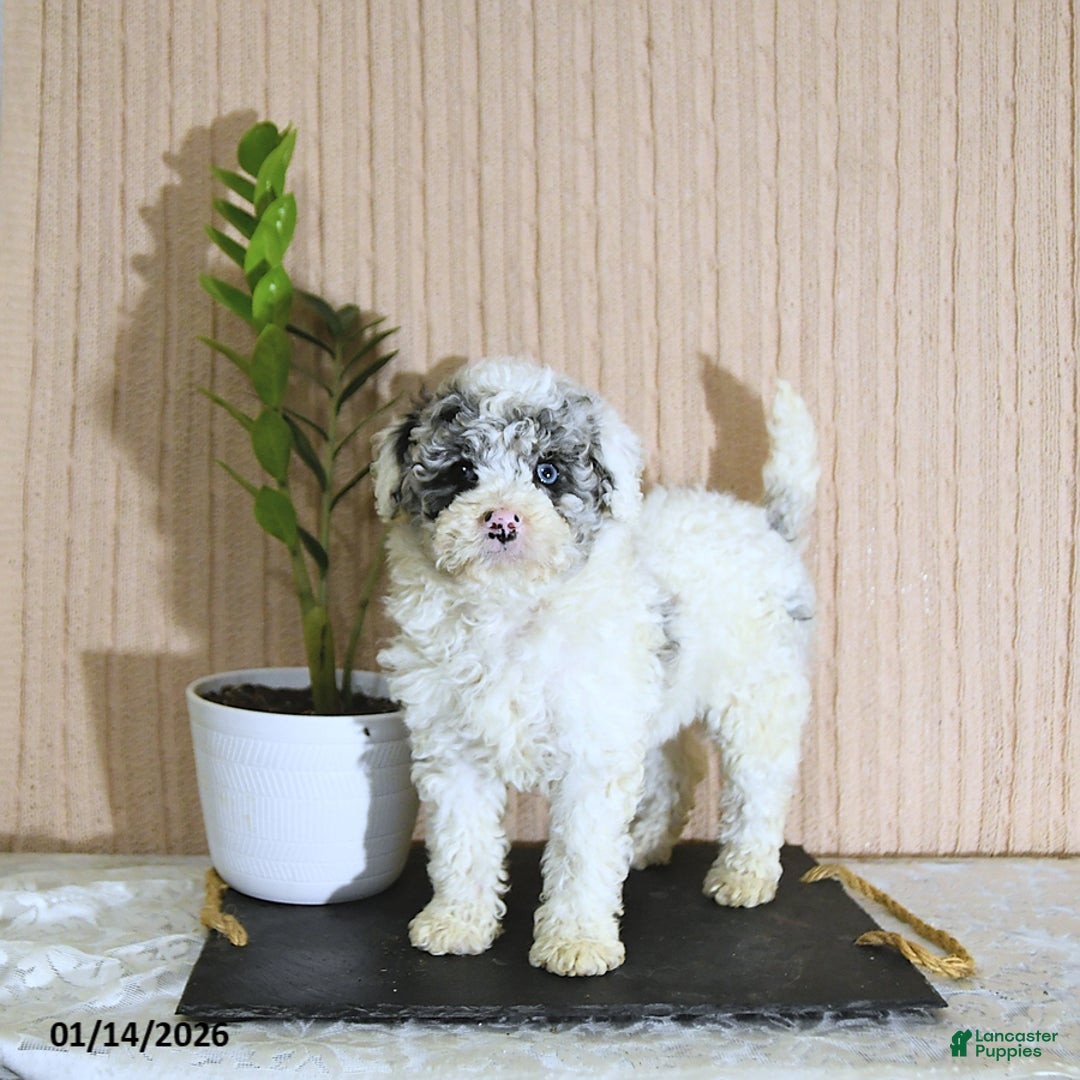 Mini Bernedoodle dogs for sale: Romeo - Ad 1