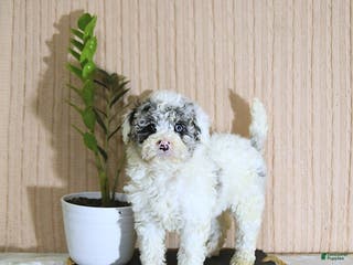 Mini Bernedoodle dogs Romeo - Ad 2