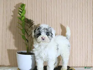 Mini Bernedoodle dogs Romeo - Ad 2