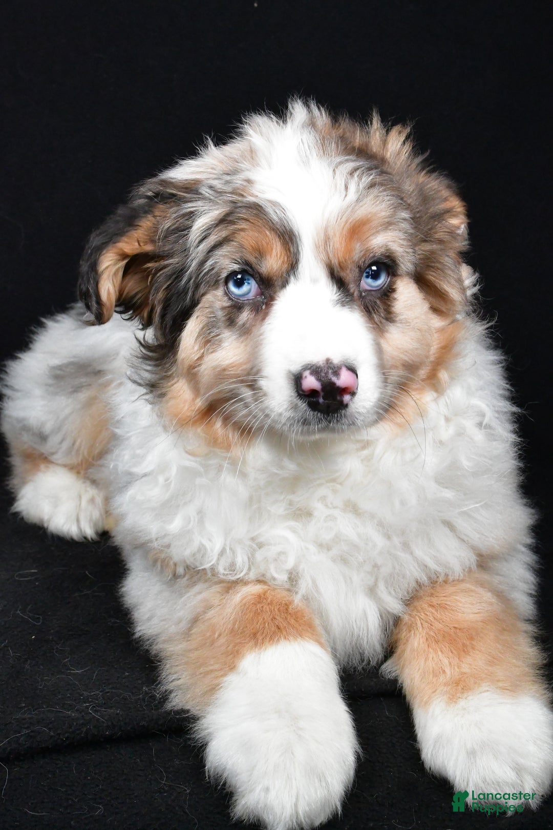 Australian Shepherd dogs for sale: Birley - Ad 7