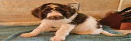 Goldendoodle dogs for sale: Jax - Ad 3