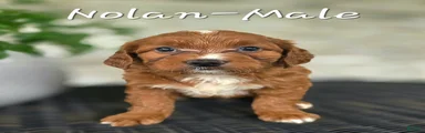 Mini Goldendoodle Puppy 5