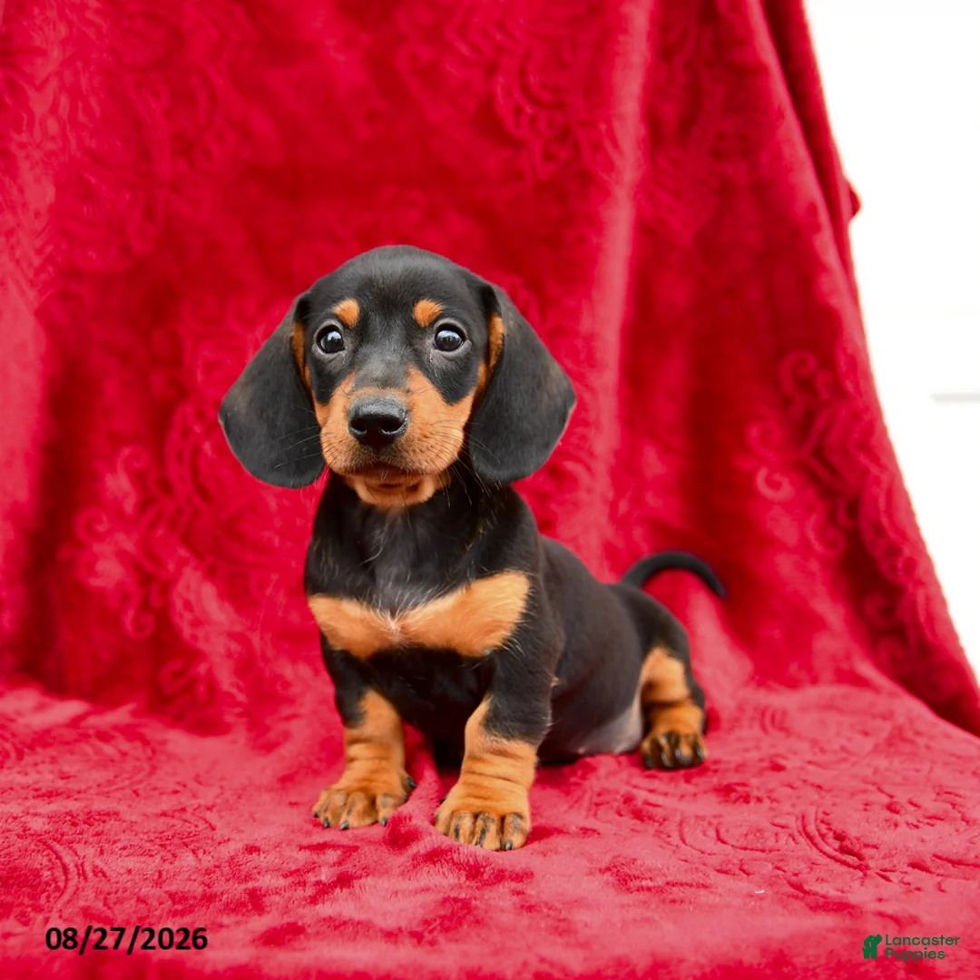 Miniature Dachshund dogs for sale: Stormy - Ad 3