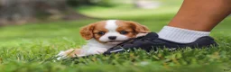 Cavalier King Charles Spaniel dogs for sale: Banks - Ad 10