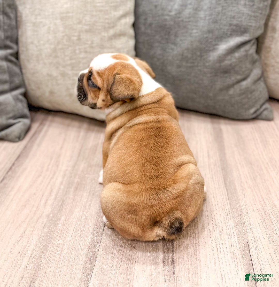 Mixed Breed dogs for sale: Duke - Ad 5