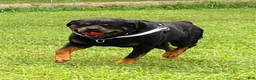 Rottweiler dogs for sale: Rottweiler Puppy 3 - Ad 17