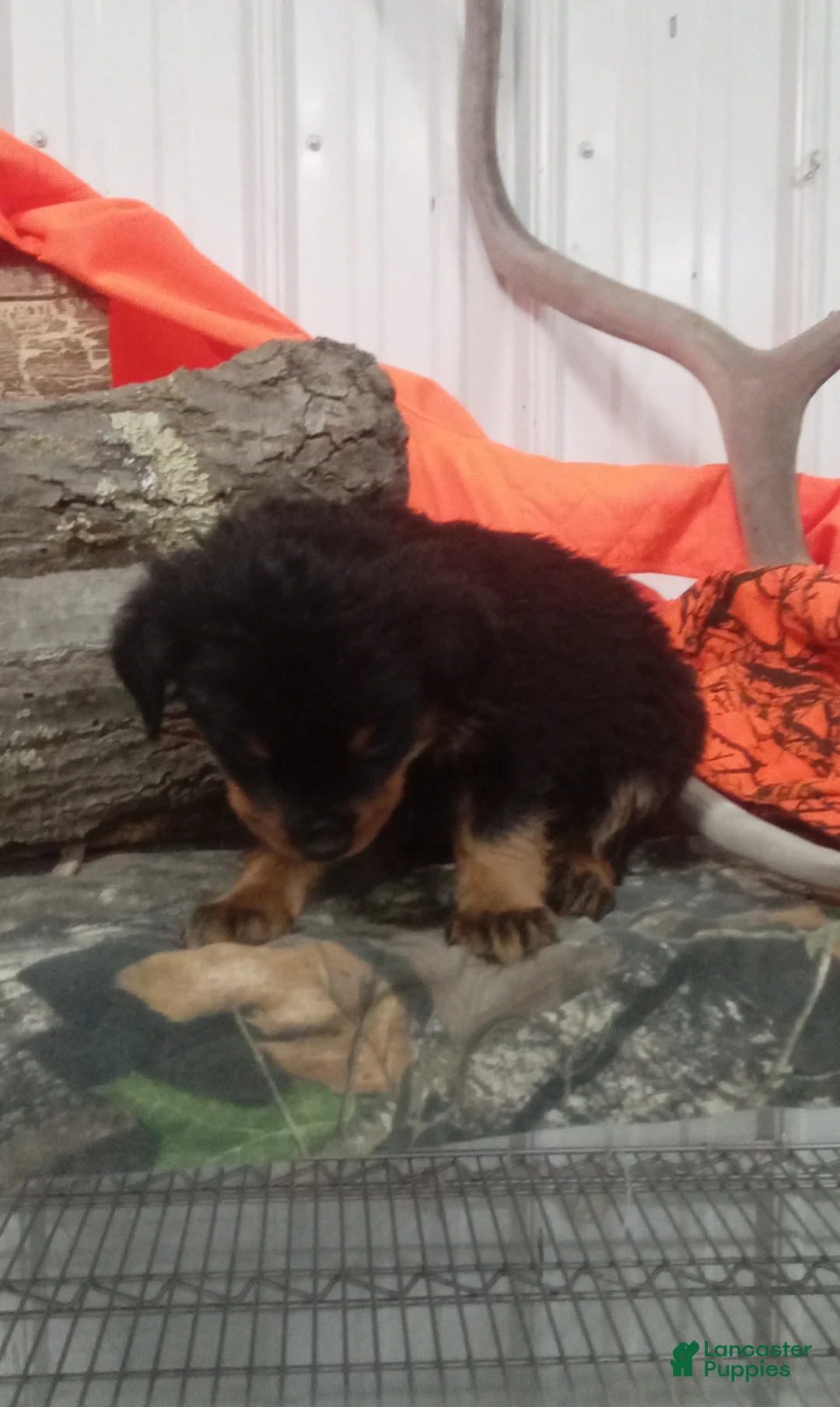 Rottweiler dogs for sale: Captain  - Ad 6