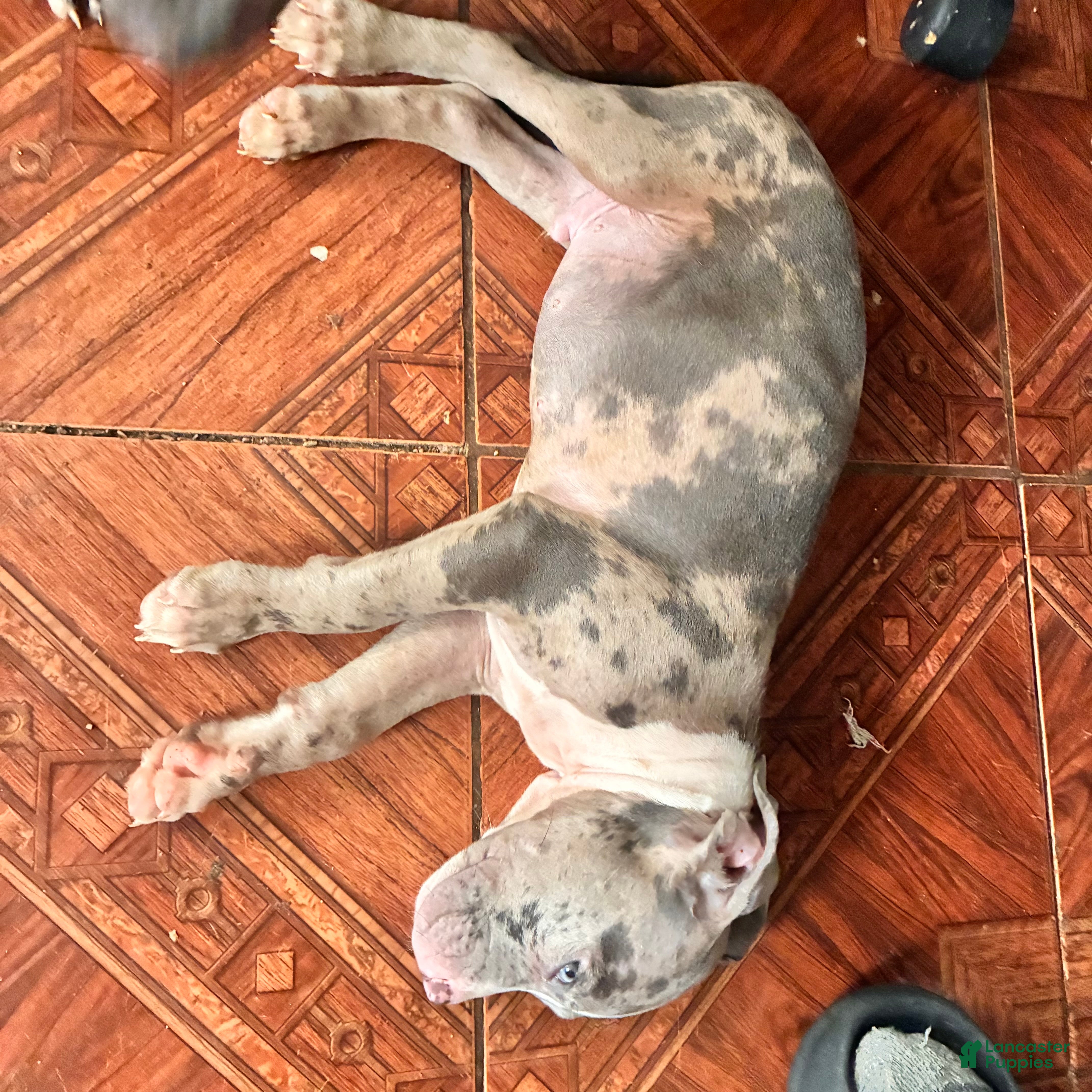 Mixed Breed dogs Mixed Breed 1 - Ad 2