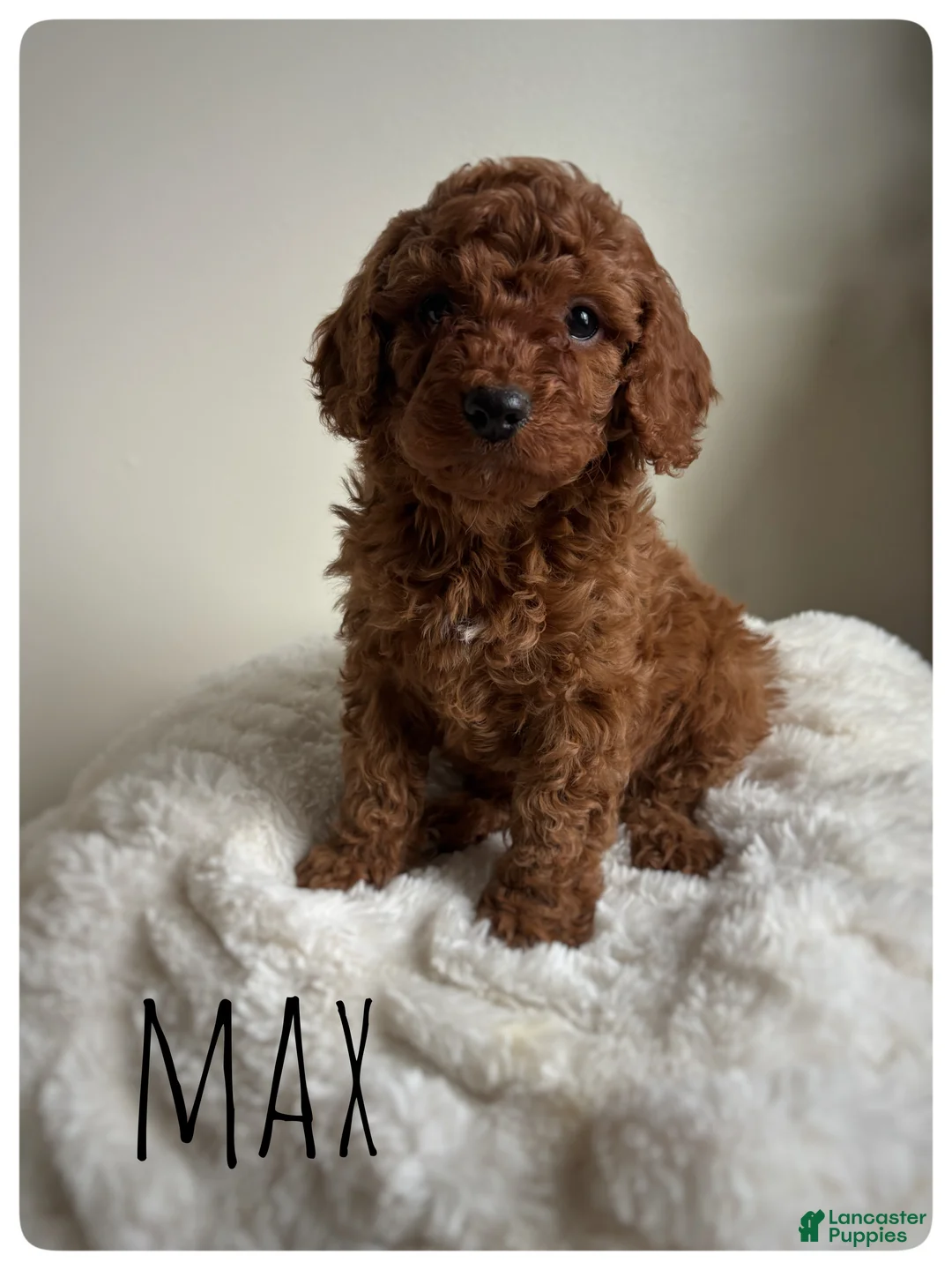 Cavapoo dogs for sale: Max - Ad 1