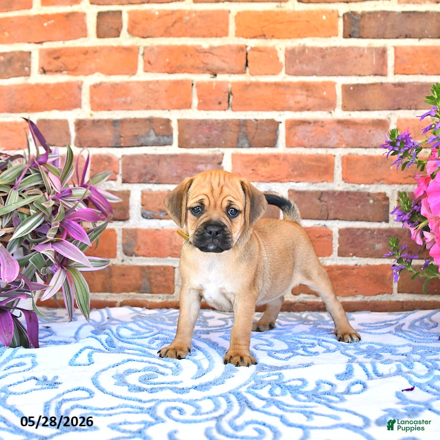 Puggle dogs Rania - Ad 1