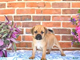 Puggle dogs for sale: Rania - Ad 3