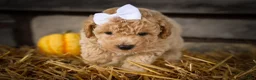 Miniature Poodle dogs for sale: Jenson ✨ - Ad 16