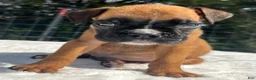 Boxer dogs for sale: Austin - Ad 9