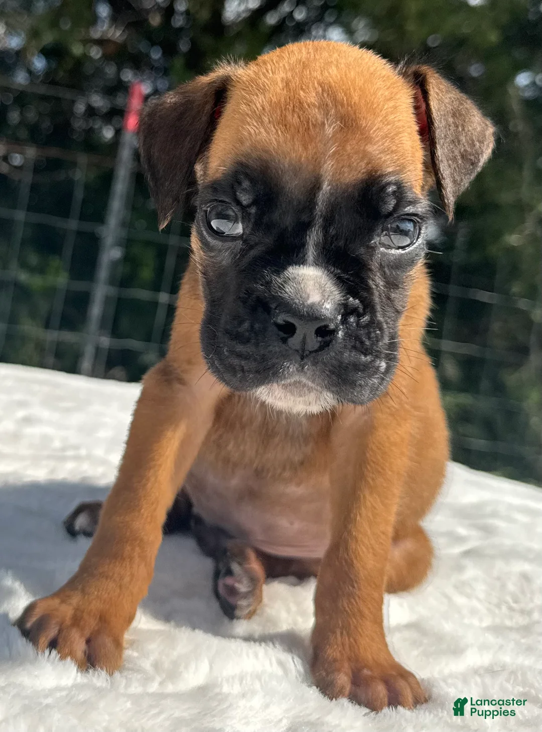 Boxer dogs for sale: Austin - Ad 9