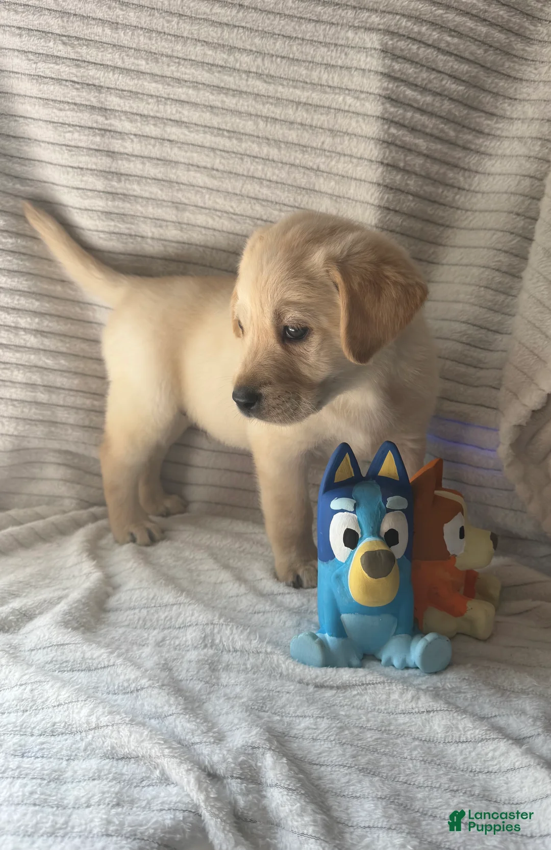 Labrador Retriever dogs for sale: Riley - Ad 1