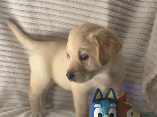 Labrador Retriever dogs Riley - Ad 3