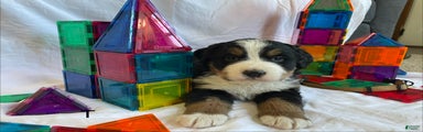 Bernese Mountain Dog Puppy 3